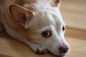 Allergi: Finnes det allergitester for hunder?