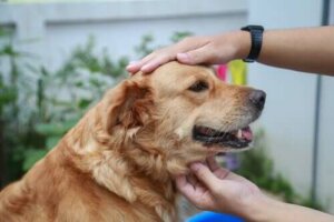 Vanlige genetiske lidelser hos hunder