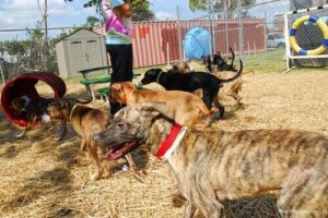 Hvordan velge det beste valpekurset