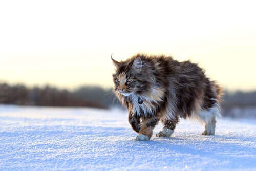 Maine-coon er en av de mest omgjengelige katterasene