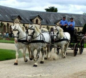 Percheron: Hesteverdenens Samson