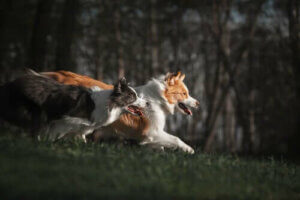 Fire treningsmetoder for å lære en border collie gjeting