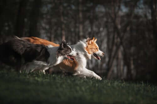 Fire treningsmetoder for å lære en border collie gjeting