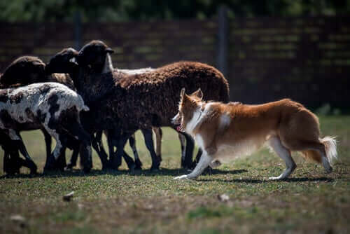 En border collie som gjeter sauer