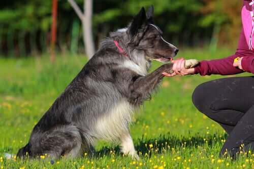 En border collie som gir labb