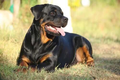 En Rottweiler som sitter på gresset - De mest populære hunderasene i Amerika