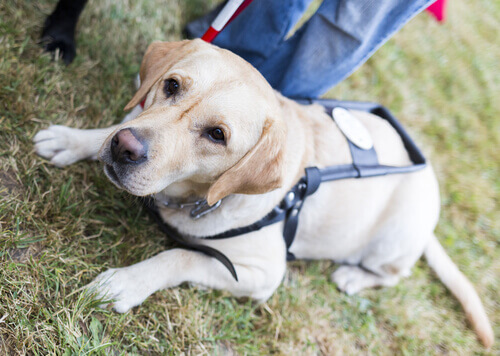 En førerhund som ligger
