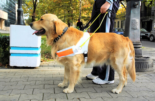 Førerhund på gaten