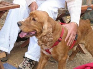 Hvordan trene hunden din til å akseptere håndtering