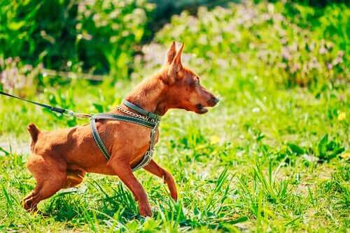 En ivrig hund i bånd
