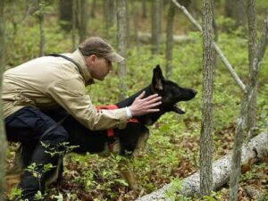 Hvordan velge den beste hundetreneren