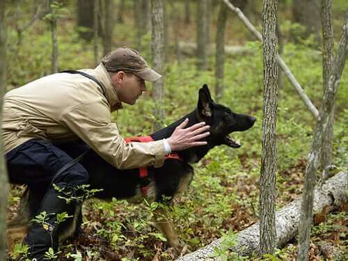 Hvordan velge den beste hundetreneren