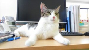Selskapet som adopterte katter for å lindre stress