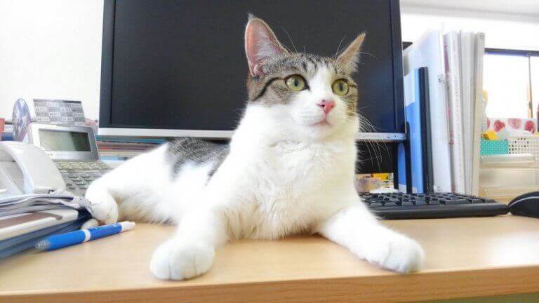 Selskapet som adopterte katter for å lindre stress
