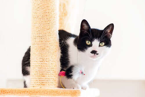 Klorestativ for katter