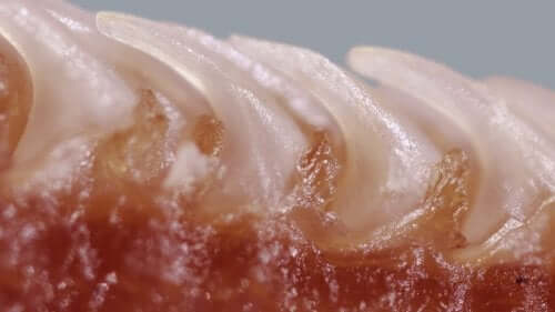 En forstørret kattens tungepapiller av Alexis Noel