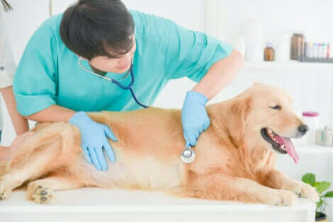 En golden retriever hos veterinæren.