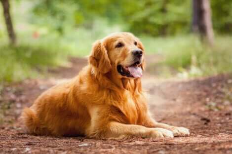En golden retriever i skogen.