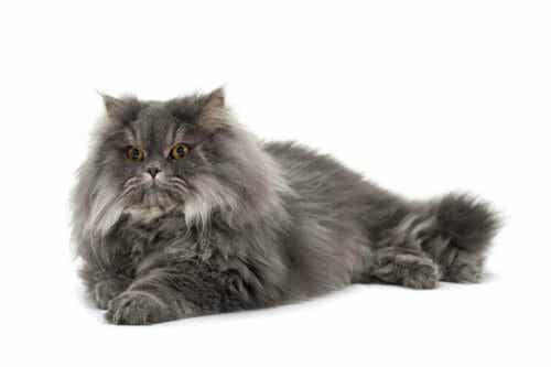 perserkatten er en av de mest verdsatte katterasene