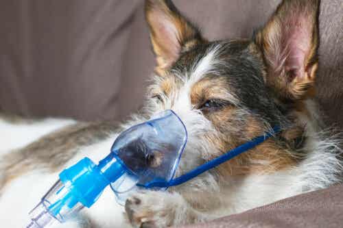 En hund med pustemaske.