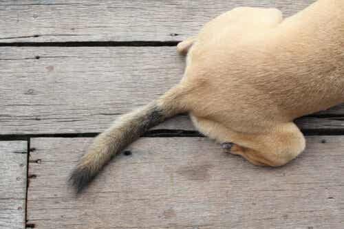 En hundehale.