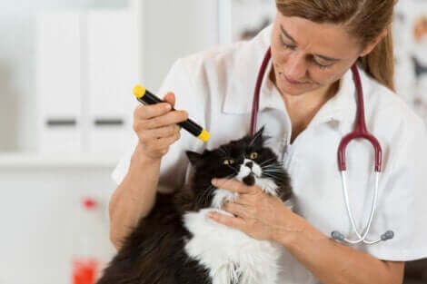 En katt hos veterinæren.