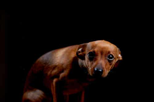En redd hund