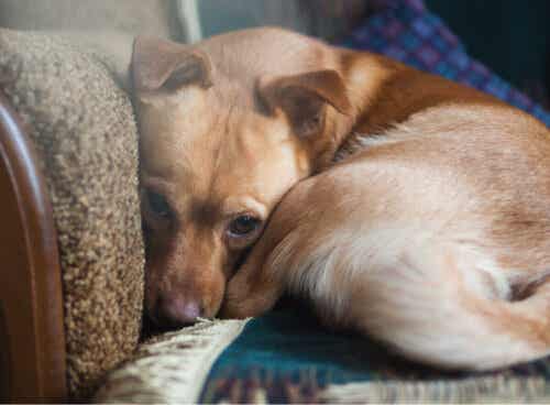 En trist hund.