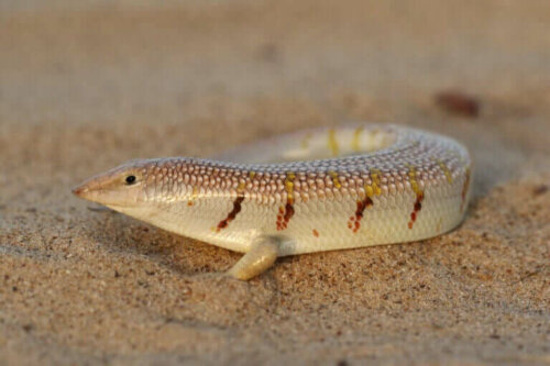 Fangst og avl av apotekerskink (Scincus scincus)