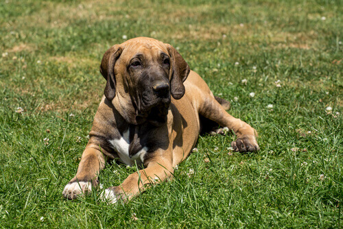 Fila brasileiro er blant hunderaser som krever lite