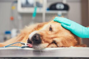 Kreft hos golden retrievere, et fremvoksende problem