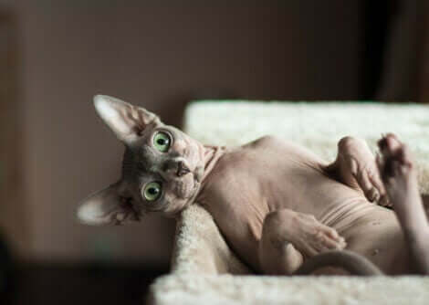 Sphynx