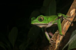 Apefrosker: Habitat og karakteristikker