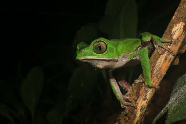 Apefrosker: Habitat og karakteristikker