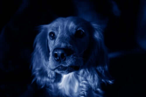 Blå hunder dukker plutselig opp i en russisk by