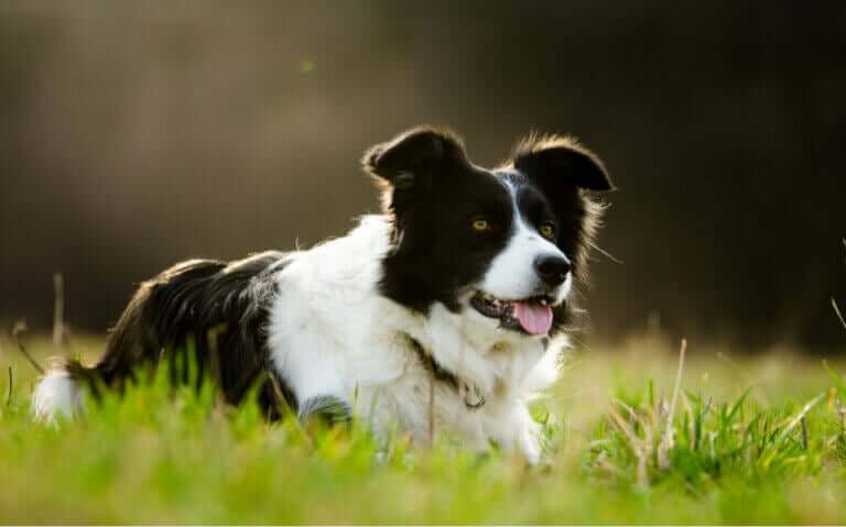 Hund blir millionær ved å arve 5 millioner dollar fra eieren