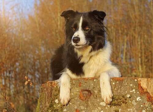 border collie på en stubbe