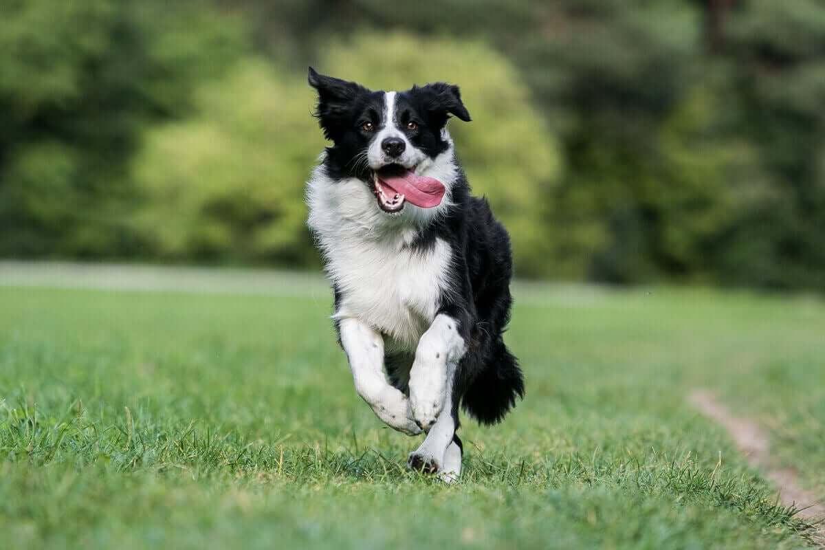 Border Collie løper