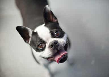 Boston Terrier