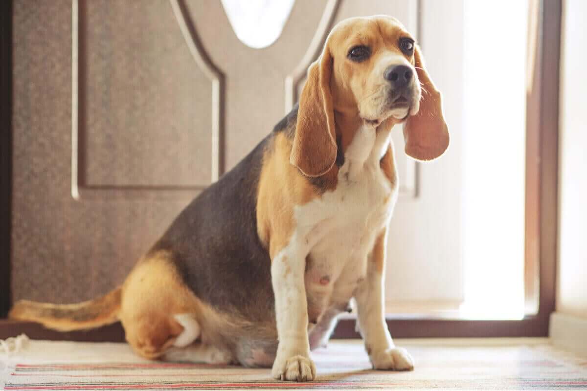 En drektig hund som hviler