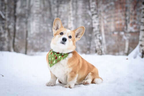 En corgi som sitter i snøen