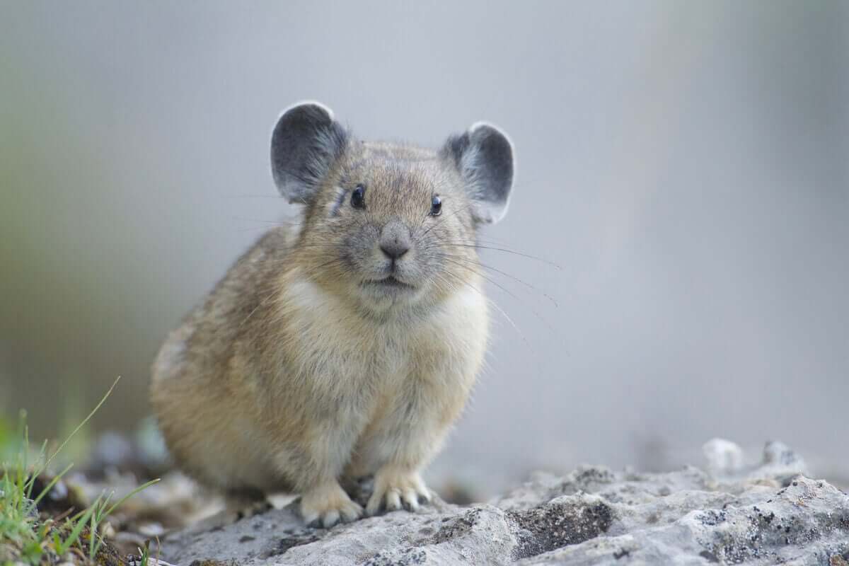 En pipehare ser på kameraet