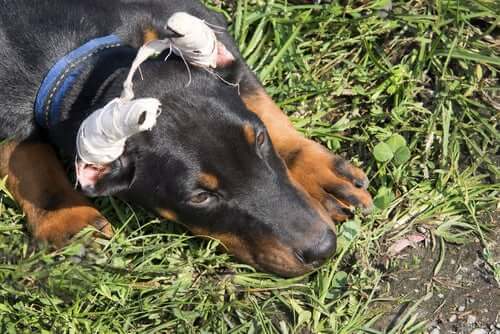 En trist, lemlestet hund som kommer seg etter kupering av ører