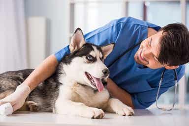 Husky får sjekk