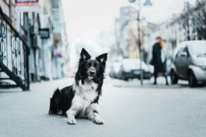 Bekjempelse av dyremishandling: Hvordan bli involvert