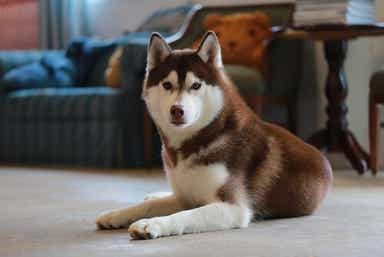 En liten brun og hvit husky