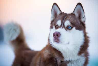 En brun og hvit husky
