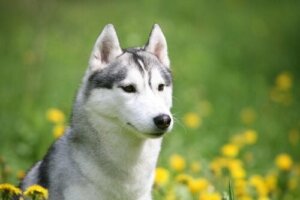 Redning av hunder: Husky fanget i et tomt hus