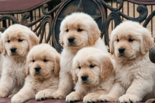 Golden retriever valper