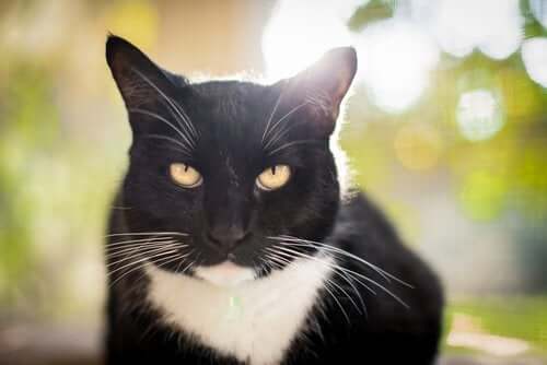 katt ansiktsuttrykk